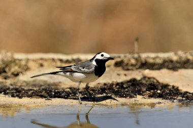 Gölette içen beyaz kuyruklu (Motacilla alba)