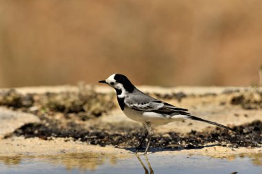 Gölette içen beyaz kuyruklu (Motacilla alba)