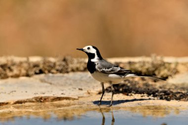 Gölette içen beyaz kuyruklu (Motacilla alba)