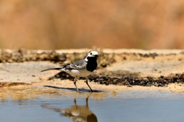 Gölette yıkanan beyaz kuyruklu (Motacilla alba)