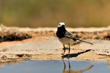 Gölette içen beyaz kuyruklu (Motacilla alba)