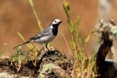 Beyaz kuyruk yere tünedi (Motacilla alba)