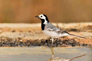 Gölette içen beyaz kuyruklu (Motacilla alba)