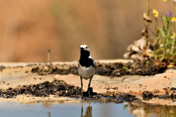 stock image White wagtail drinking in the pond (Motacilla alba)