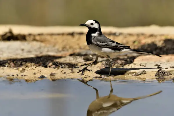 stock image White wagtail bathing in the pond (Motacilla alba)