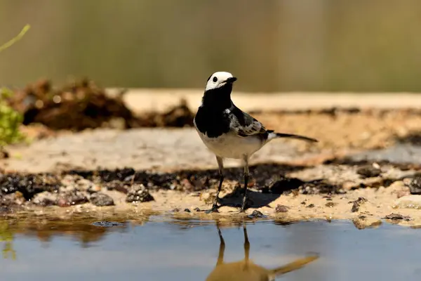 stock image White wagtail bathing in the pond (Motacilla alba)