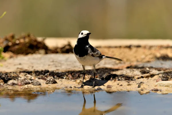 stock image White wagtail drinking in the pond (Motacilla alba)