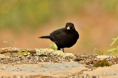 Siyah kuş yeşil ve turuncu arkaplanlı yere tünemiştir (Turdus merula)