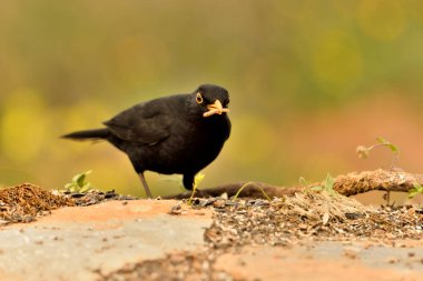 Siyah kuş yeşil ve turuncu arkaplanlı yere tünemiştir (Turdus merula)