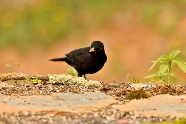 Siyah kuş yeşil ve turuncu arkaplanlı yere tünemiştir (Turdus merula)