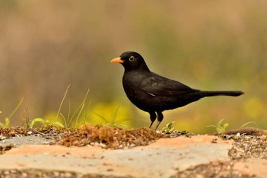 Siyah kuş yeşil ve turuncu arkaplanlı yere tünemiştir (Turdus merula)