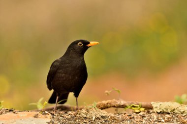 Parkın zeminine tünemiş karatavuk (Turdus merula)