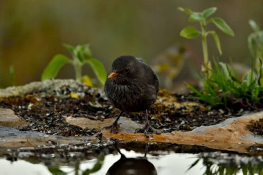 Parkın zeminine tünemiş karatavuk (Turdus merula)