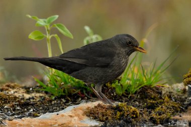 Parkın zeminine tünemiş karatavuk (Turdus merula)