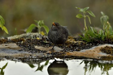 Parkın zeminine tünemiş karatavuk (Turdus merula)