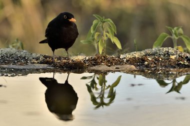 Kara kuş gölete yansıdı (Turdus merula)