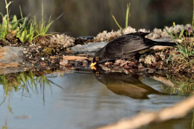 Gölde su içen karatavuk (Turdus merula)