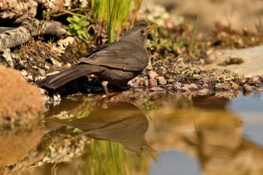 Gölde su içen karatavuk (Turdus merula)