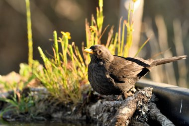 Parkın zeminine tünemiş karatavuk (Turdus merula)