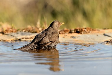 Parktaki gölde yıkanan karatavuk (Turdus merula)