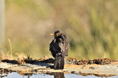 Parktaki gölde yıkanan karatavuk (Turdus merula)
