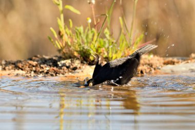 Parktaki gölde yıkanan karatavuk (Turdus merula)