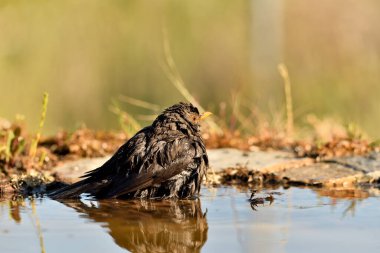 Parktaki gölde yıkanan karatavuk (Turdus merula)