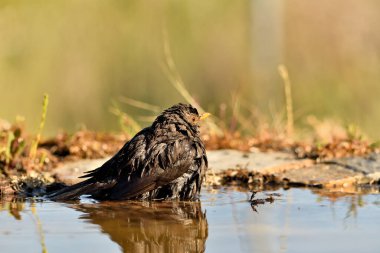 Parktaki gölde yıkanan karatavuk (Turdus merula)