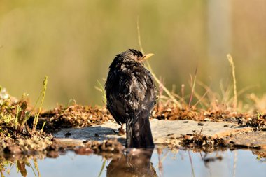 Parktaki gölde yıkanan karatavuk (Turdus merula)