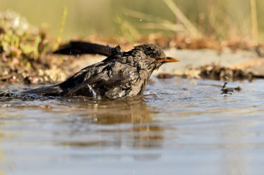 Parktaki gölde yıkanan karatavuk (Turdus merula)