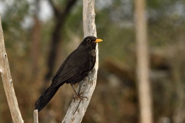 bir dala tünemiş karatavuk (Turdus merula)