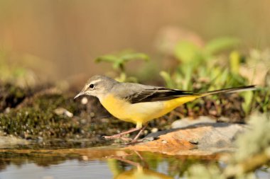 Gölette Çalkantılı Kuyruk (Motacilla Cinerea)