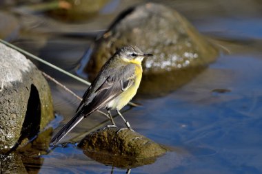 Gölette Çalkantılı Kuyruk (Motacilla Cinerea)