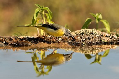 Sandpiper içme ve gölet yansıması (Motacilla cinerea)