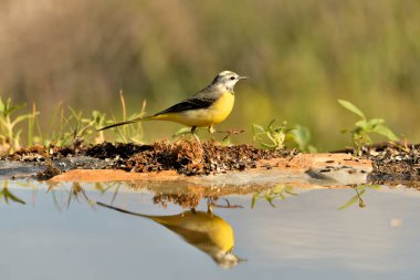 Sandpiper gölete yansıdı (Motacilla cinerea)