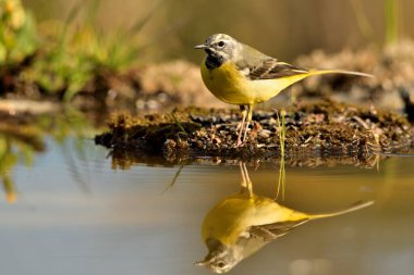 Havuz suyuna yansıyan dalgalı kuyruk (Motacilla cinerea)