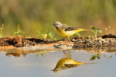 Havuz suyuna yansıyan dalgalı kuyruk (Motacilla cinerea)