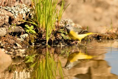 Havuz suyuna yansıyan dalgalı kuyruk (Motacilla cinerea)