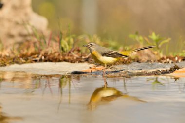 Havuz suyuna yansıyan dalgalı kuyruk (Motacilla cinerea)