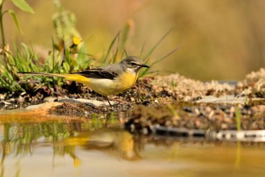 Zeminde Cascade Sandpiper (Motacilla Cinerea)