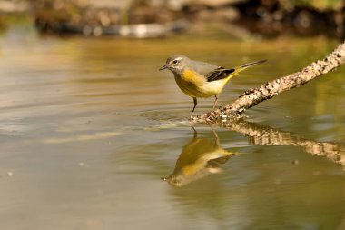 Şelale bir dala tünedi (Motacilla cinerea)