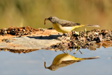 Sandpiper havuzda solucan yiyor (Motacilla cinerea)