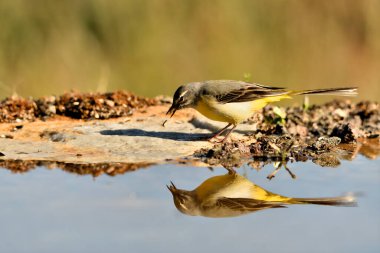 Sandpiper havuzda solucan yiyor (Motacilla cinerea)