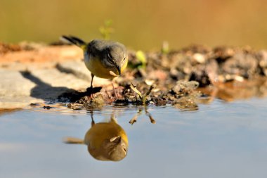 Sandpiper havuzda solucan yiyor (Motacilla cinerea)