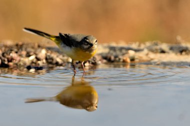 Sandpiper içme ve gölet yansıması (Motacilla cinerea)