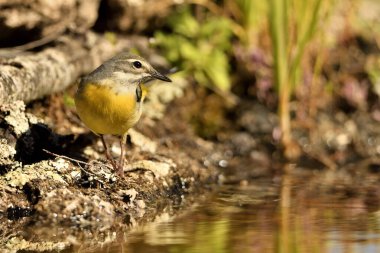 Zeminde Cascade Sandpiper (Motacilla Cinerea)