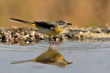 Sandpiper içme ve gölet yansıması (Motacilla cinerea)