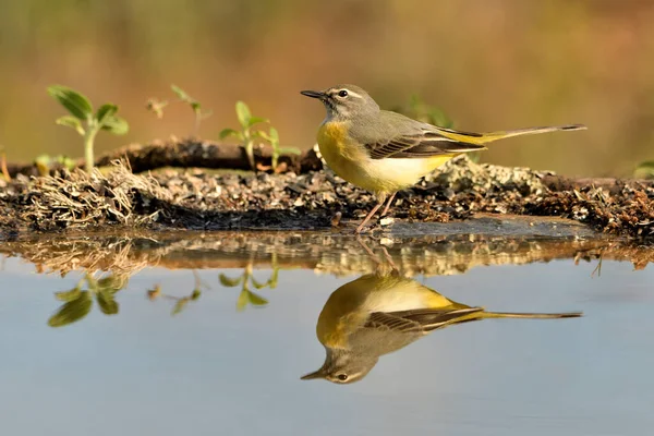 Havuz suyuna yansıyan dalgalı kuyruk (Motacilla cinerea)