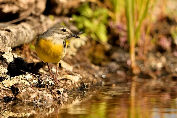 Zeminde Cascade Sandpiper (Motacilla Cinerea)