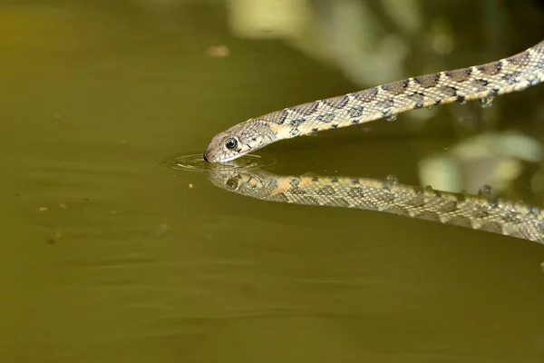 snake with the head on the water